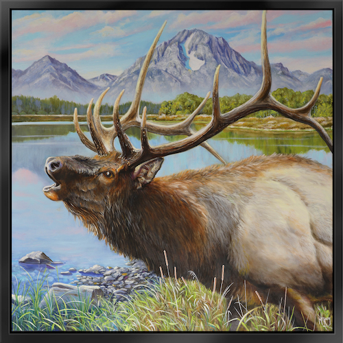 Teton Elk 36x36 $3950 at Hunter Wolff Gallery